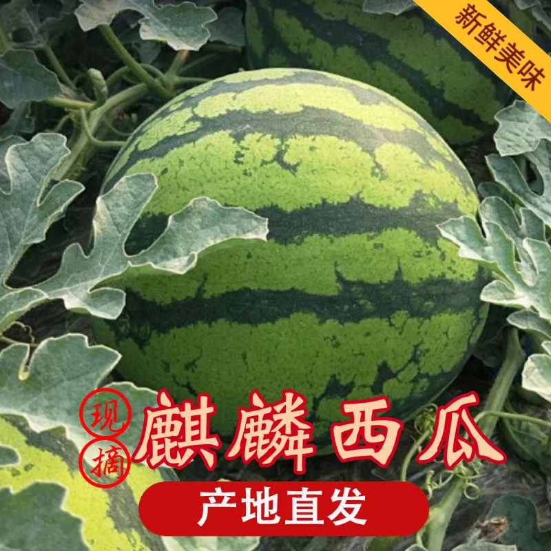 美都麒麟瓜冰糖籽西瓜饱满皮薄脆甜多汁新鲜水果西瓜西瓜麒麟瓜