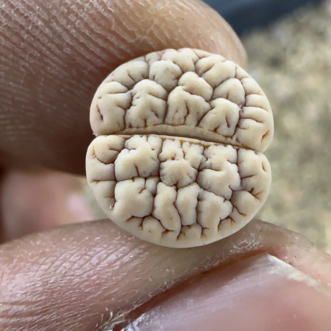 414 生石花大棚直播