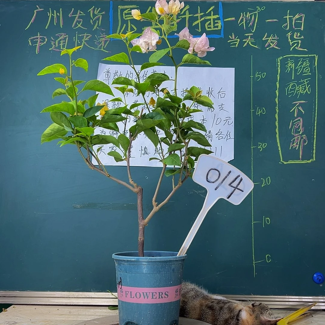 当前无花栽培后可以开花 黄玫瑰 014