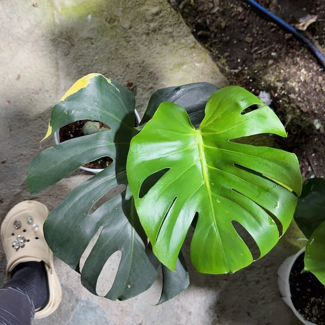钰***锟无花朵龟背竹一物一拍