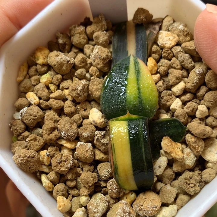 卧牛锦带盆土发货