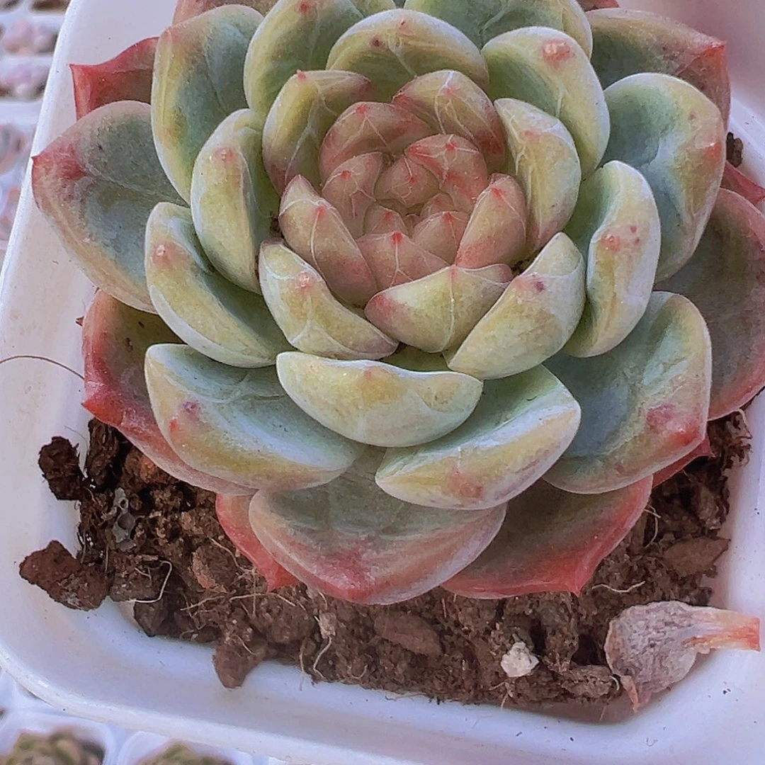 葡萄珍妮19包邮多肉