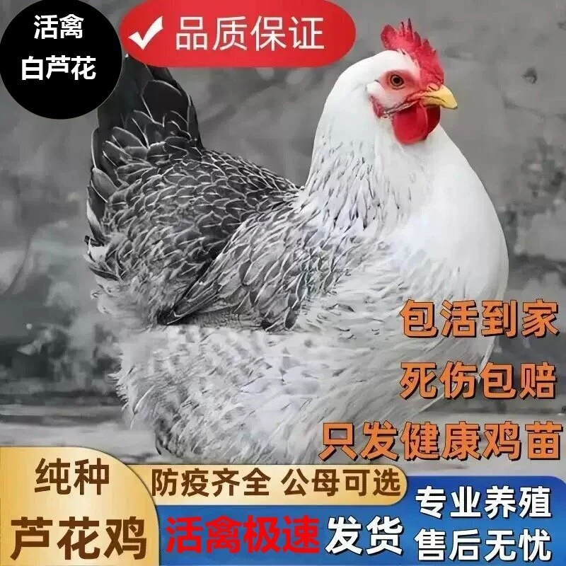 正宗汶上芦花鸡活体鸡苗可散养白芦花鸡种苗半白色鸡苗纯种芦花鸡