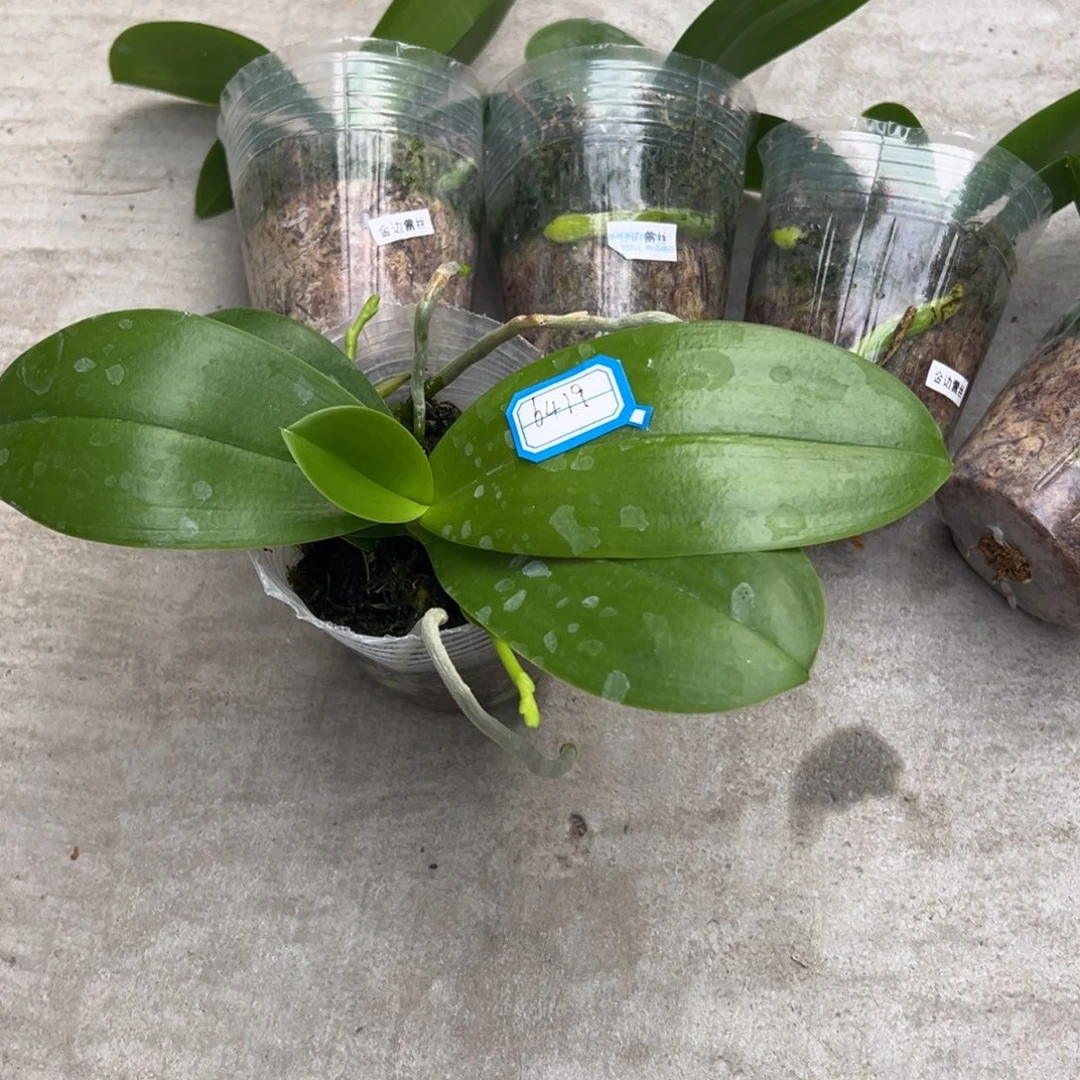 朱***朱当前无花栽培后可以开花6419瑞纳斯双剑