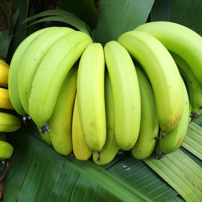 高山甜香蕉软糯香甜绿果发货