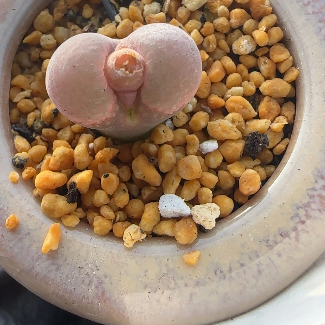 0830--一物一拍 带盆