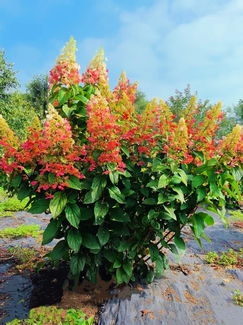 专享价格 2棵 东北耐寒1加仑杯 适应寒冷气候 直立圆锥绣球