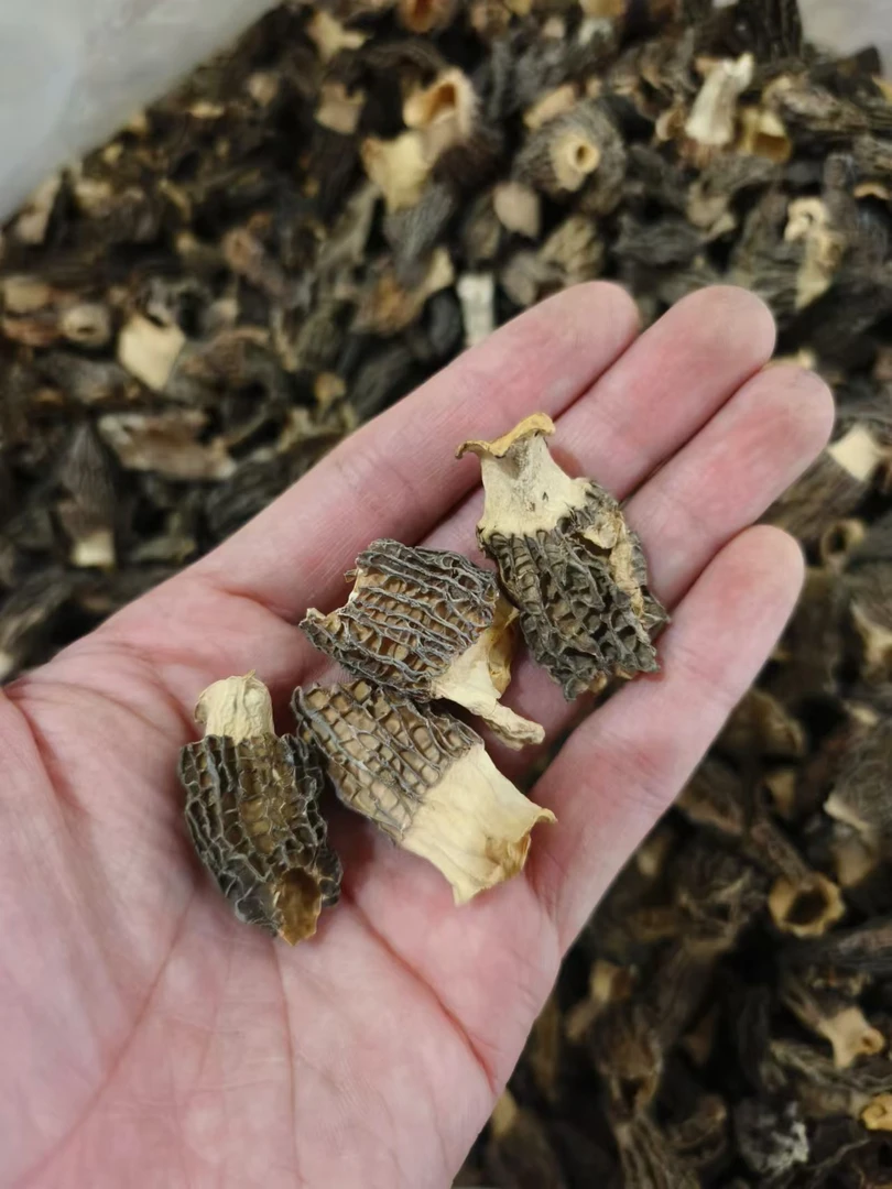 【特价】羊肚菌干货小个破损无规格介意者勿拍慎拍包包子包饺子煮粥