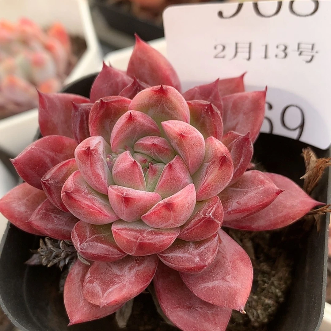 【闪购商品】云969