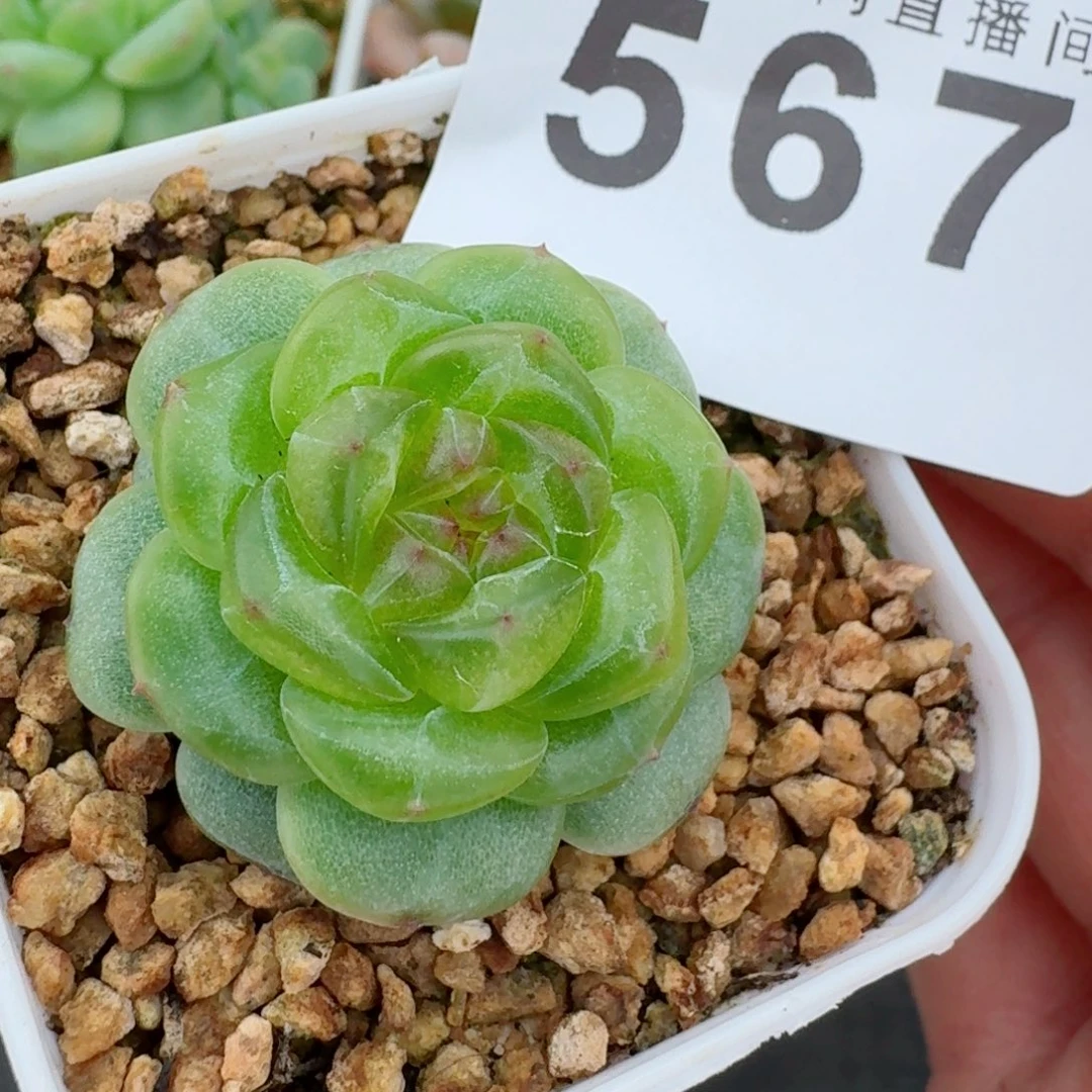 绿透体珍妮            精美多肉植物