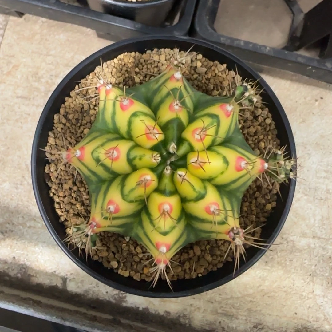 泰系普卡妈妈家的名品花田