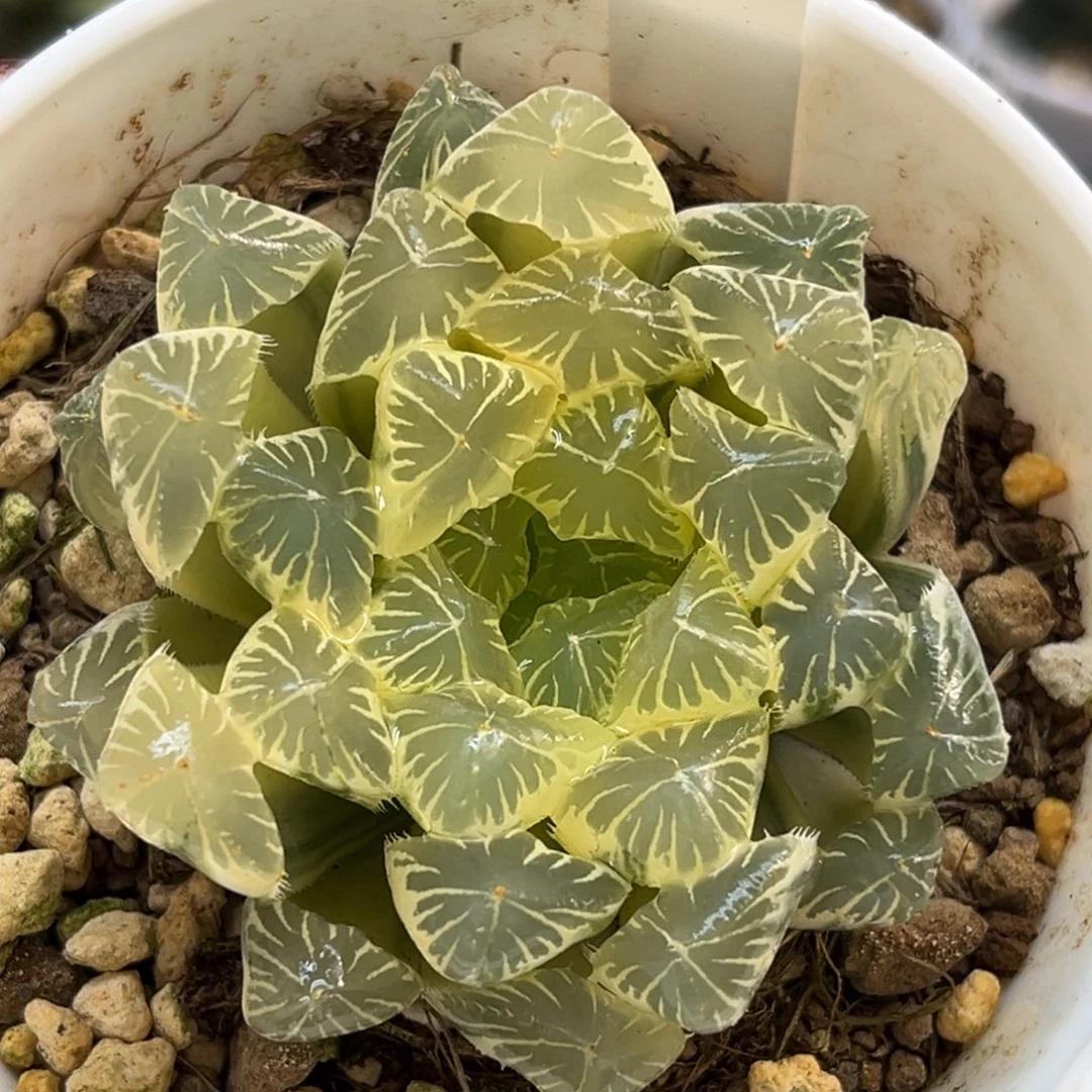 55糊斑别系玉露锦福利专场