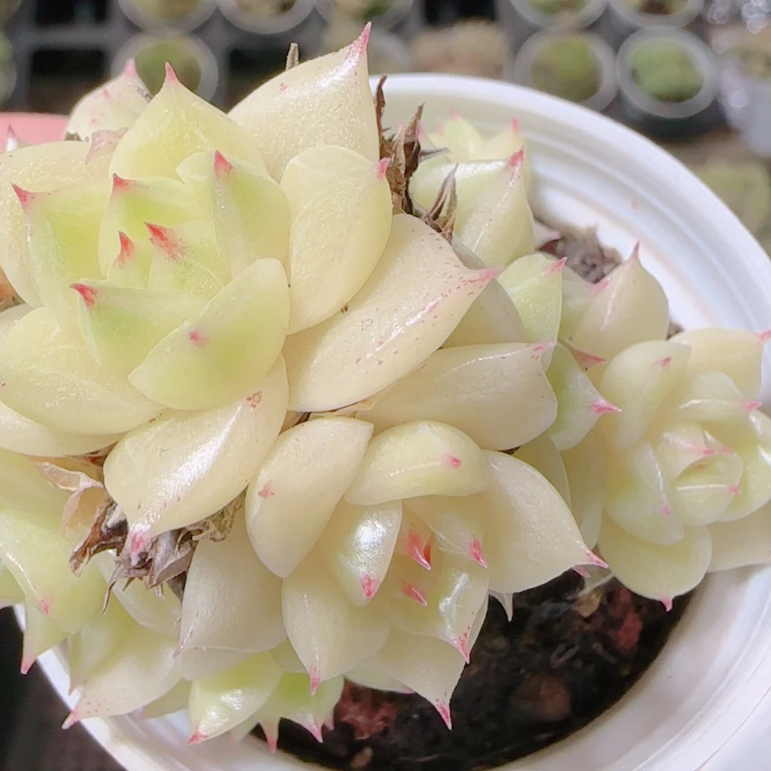 花语逸镜1104-452散