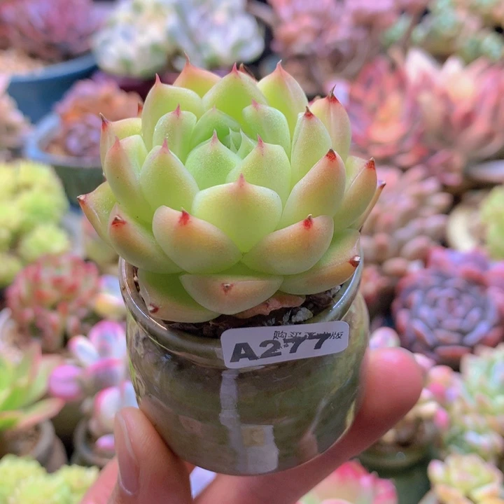 一物一拍含盆土满38包邮A277
