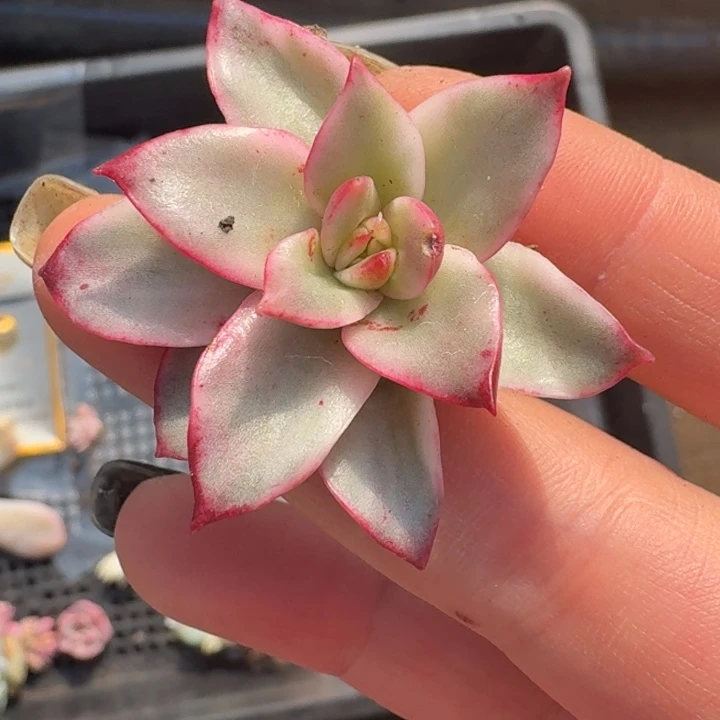 吉赛尔锦一物一拍