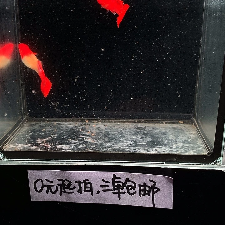 孔雀鱼双分水一对