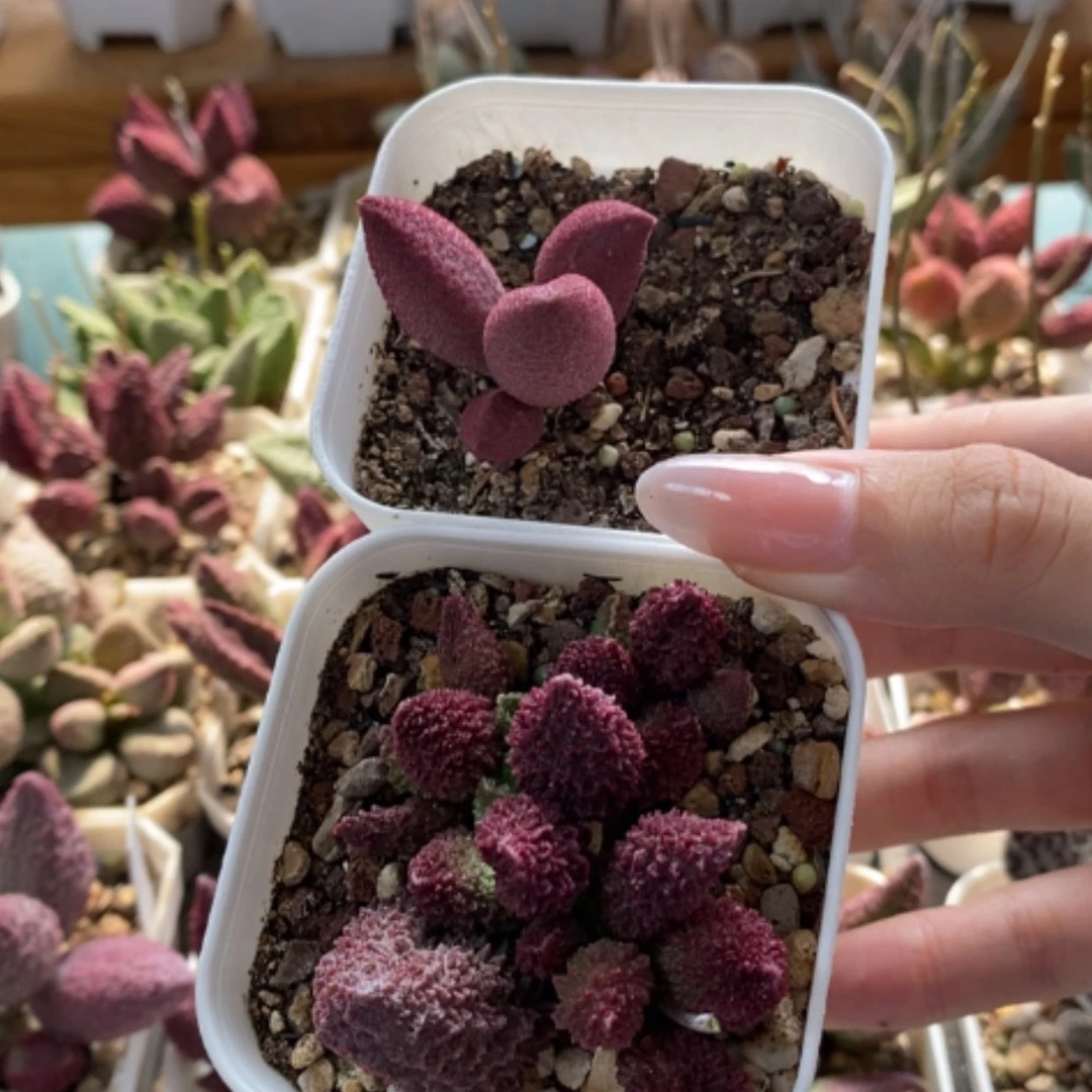 【闪购商品】无花朵朱紫玉➕腹部