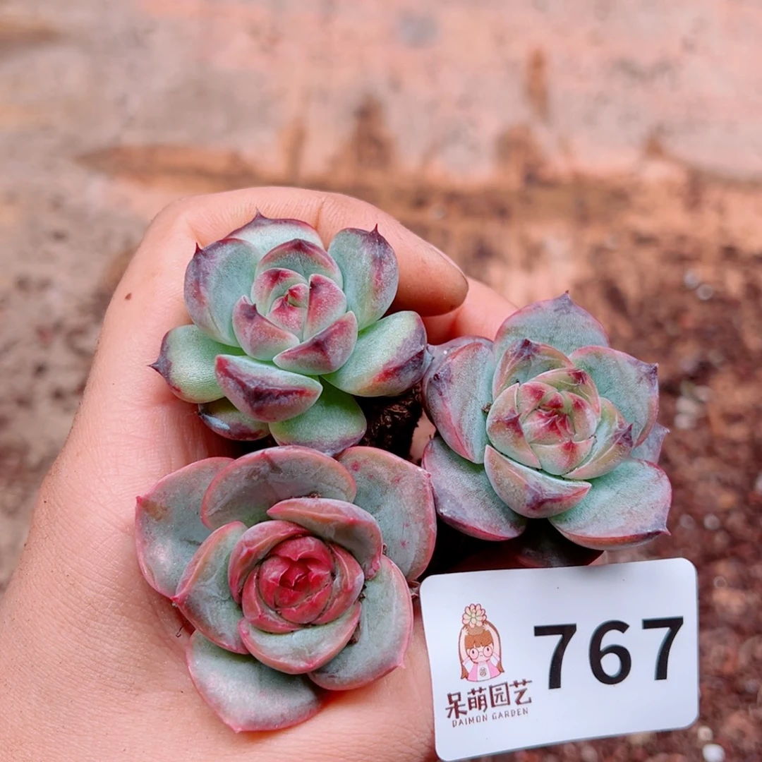 多肉植物多肉植物