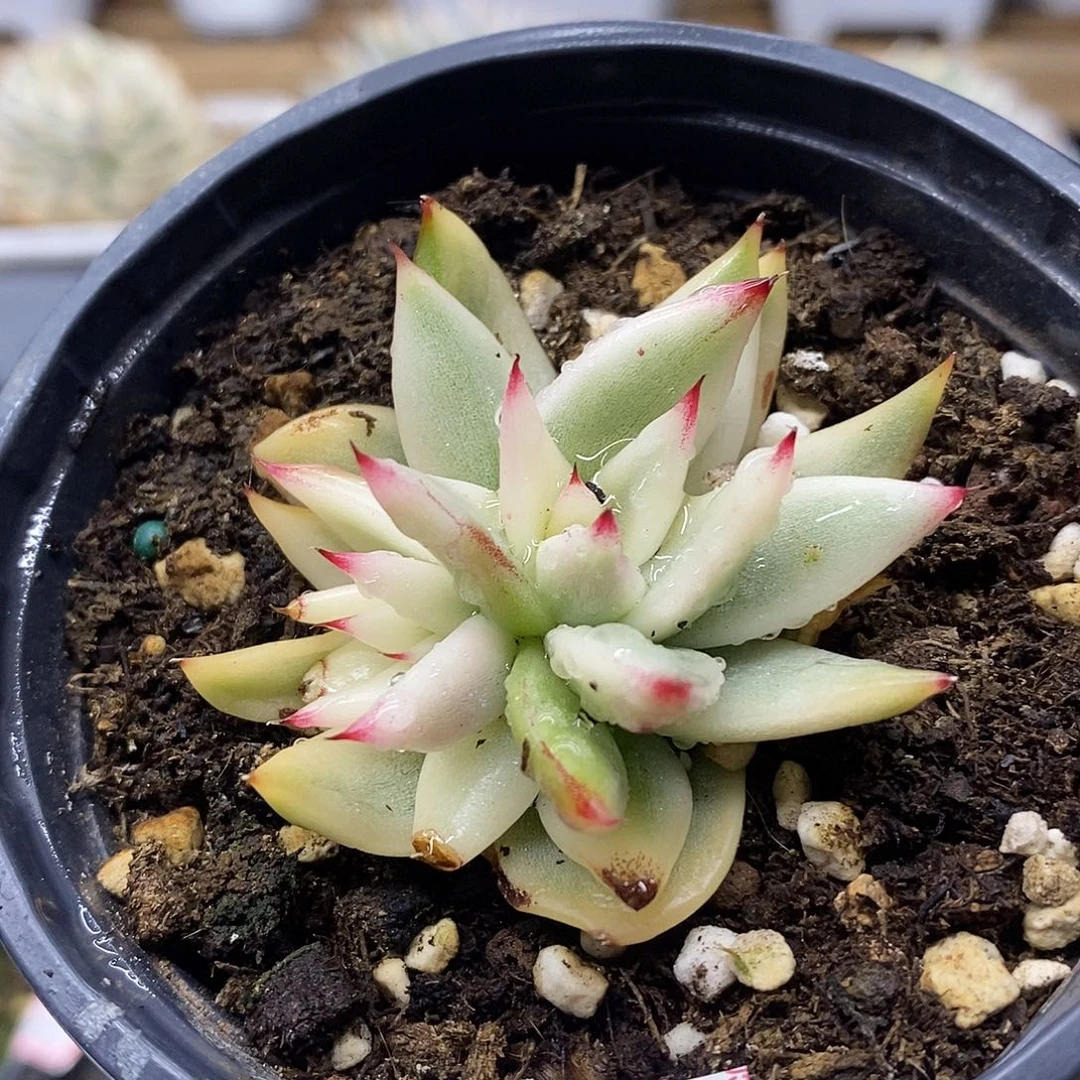 1959 不知名玛利亚宽锦双头