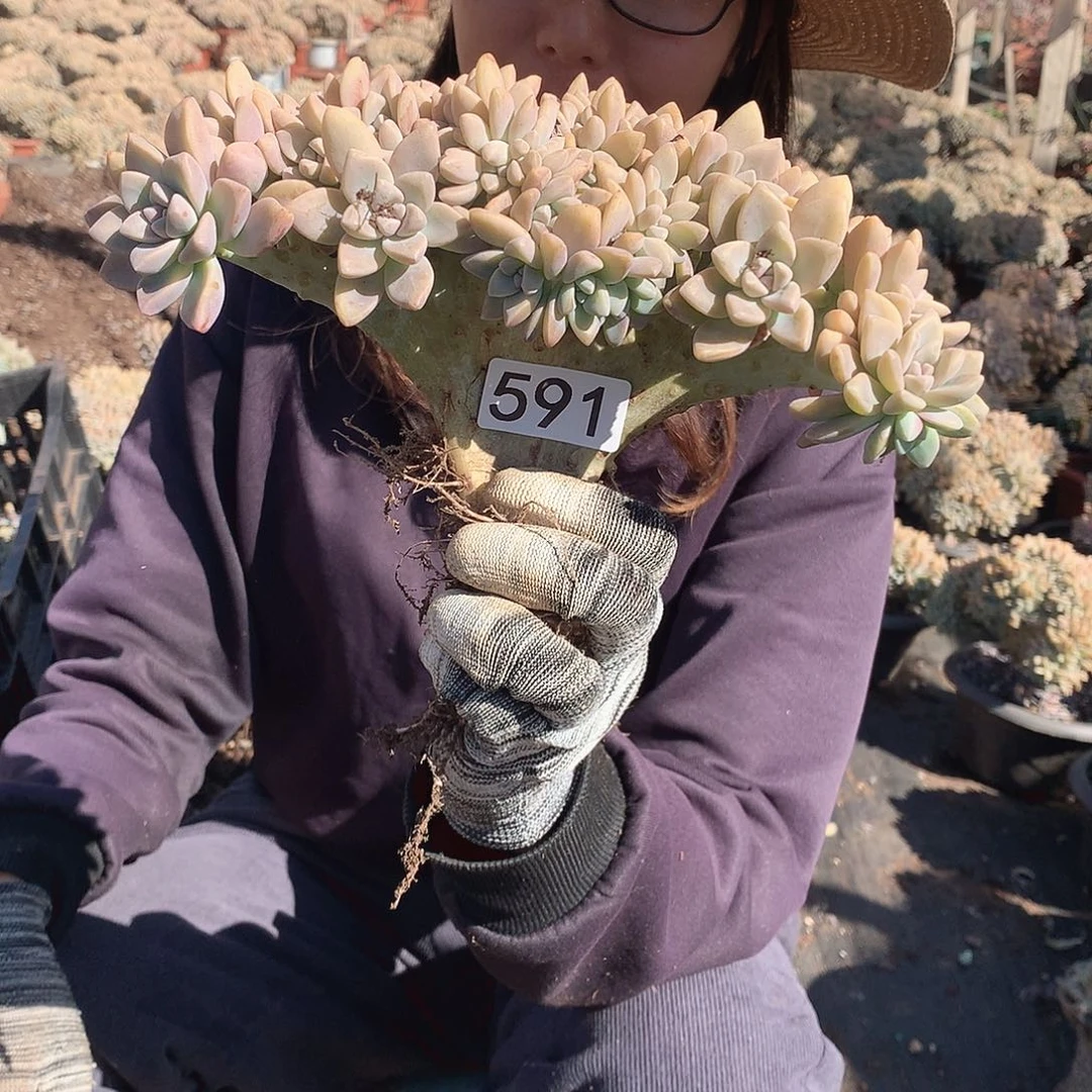 591 淡雪缀 一物一拍