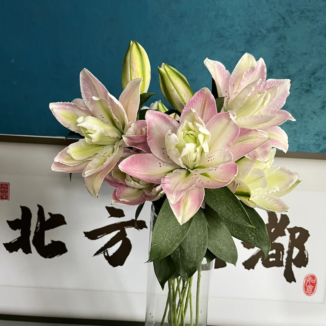 【粉色云朵重瓣百合】东北基地直发顺丰包邮-水生鲜花好看好寓意
