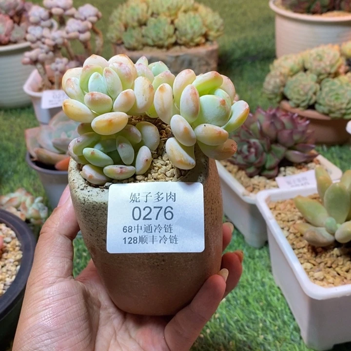 0276 不满68请拍冷链