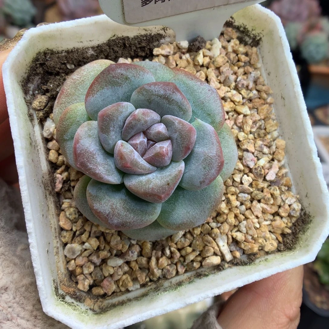 91紫心冰玉石化多肉植物