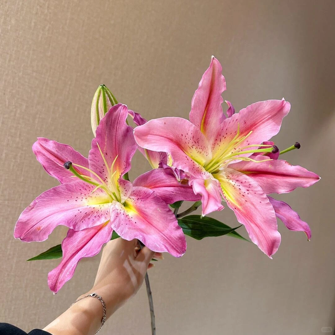 【紫薇香水百合】鲜花 百合花 云南基地直发