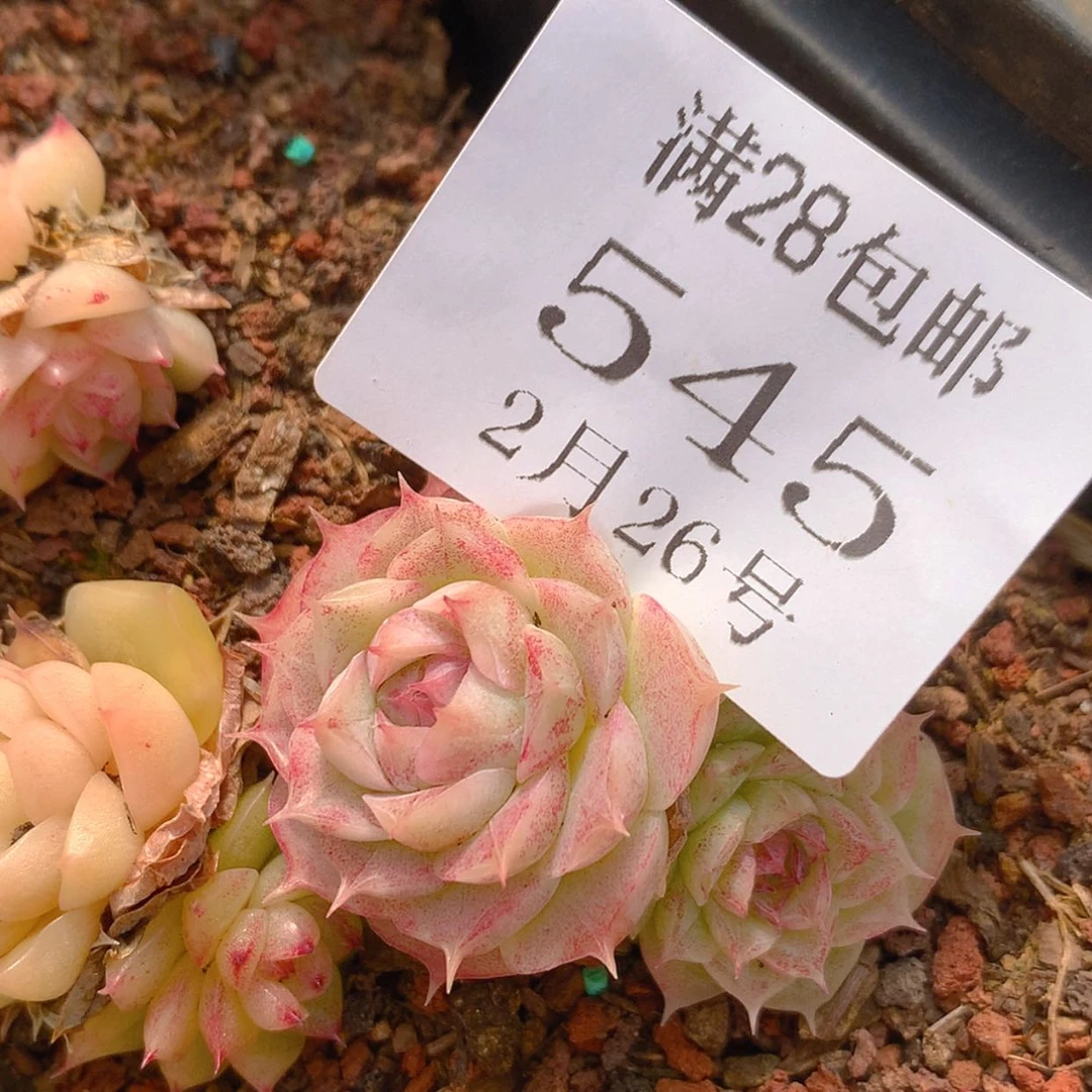 【闪购商品】云545