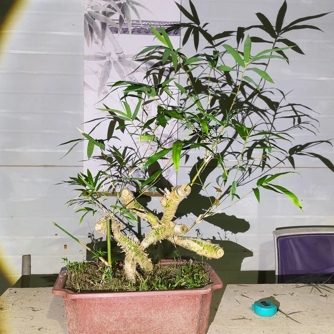 大***叔无花朵小叶簕竹熟桩塑料盆包邮