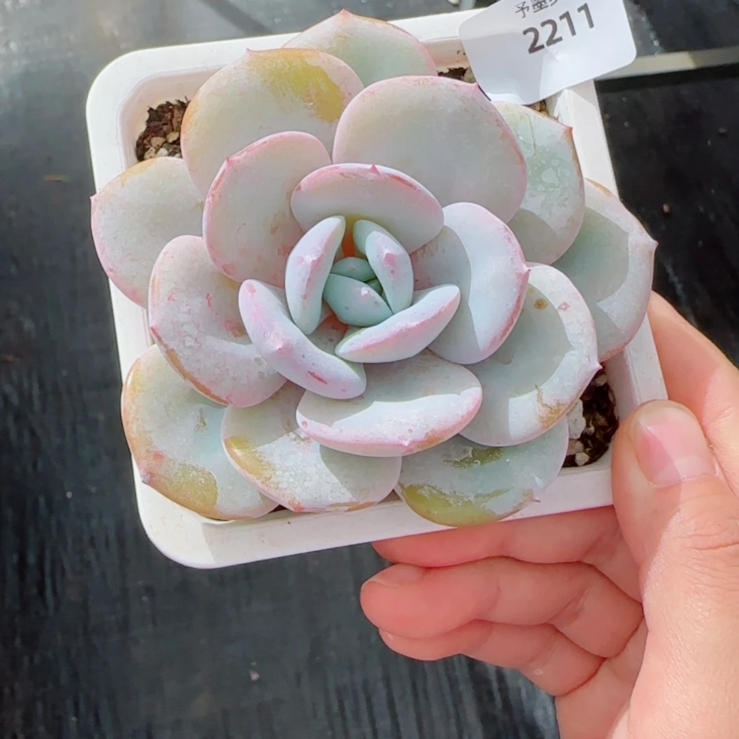 奶茶，2211多肉植物