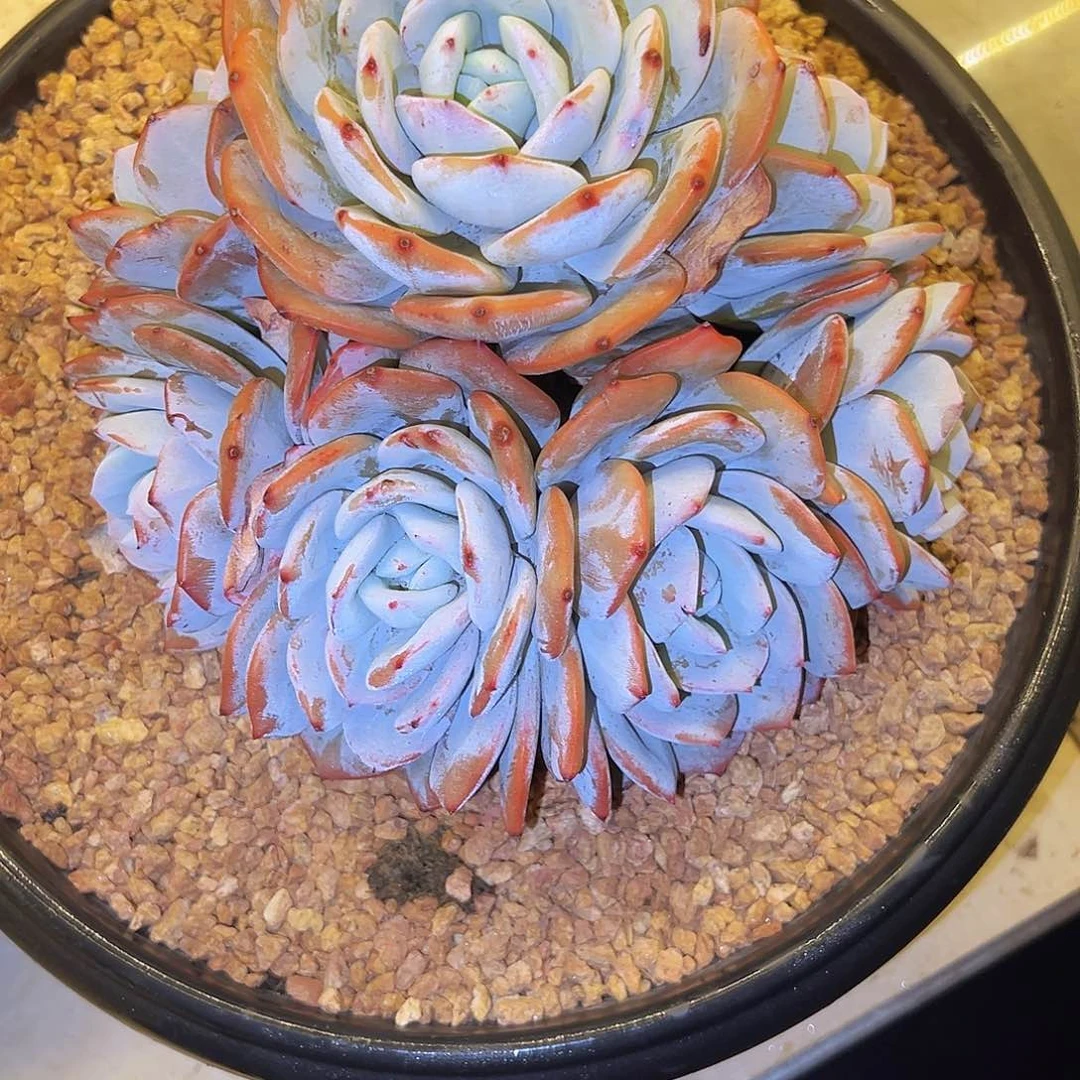 春****?奶茶特别好看手捧