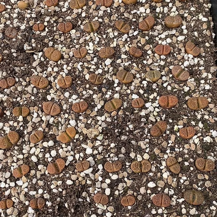 超级蛋糕风铃50颗
