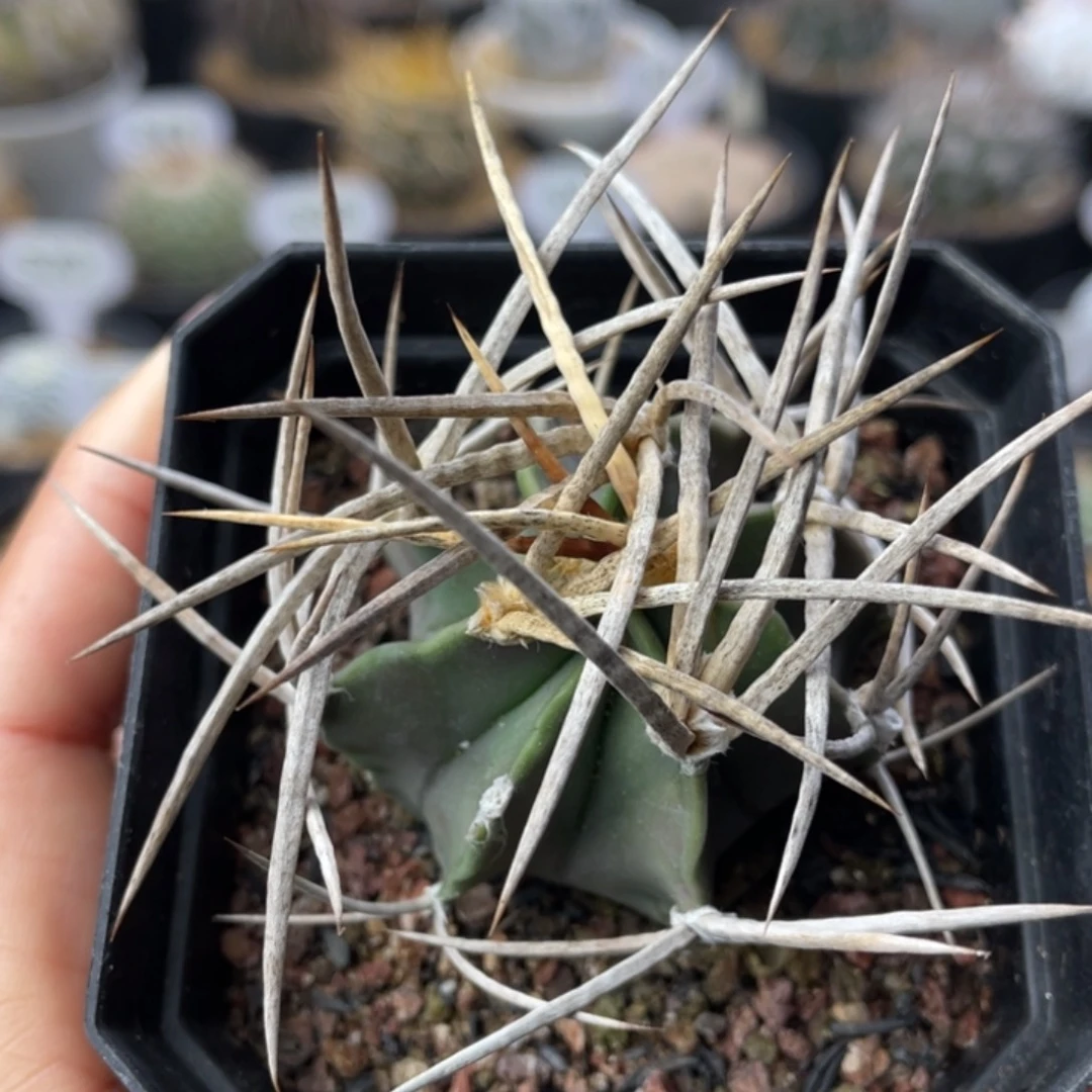 水牛大凤玉        实生根