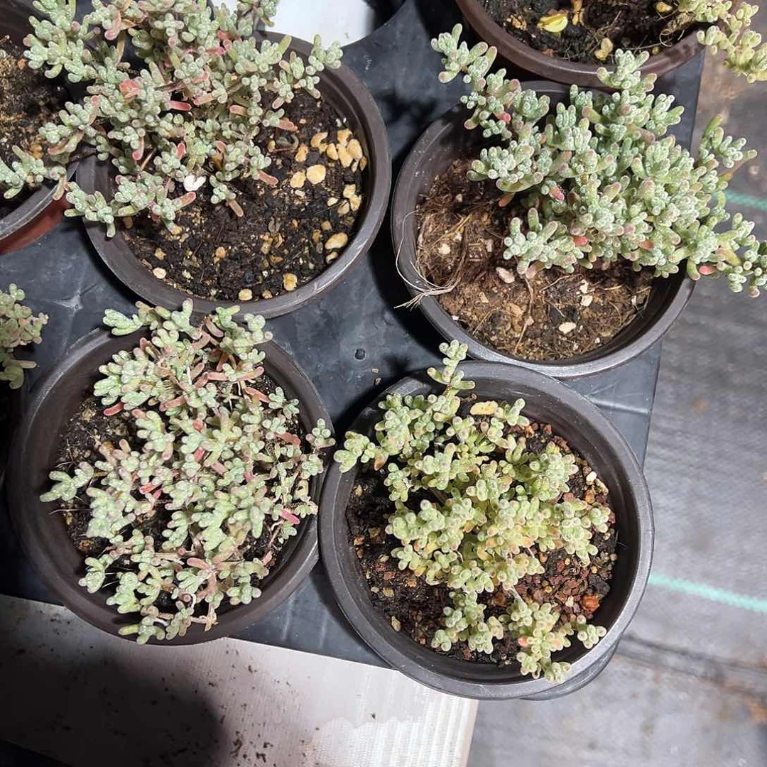 冰紫老桩精品90杯