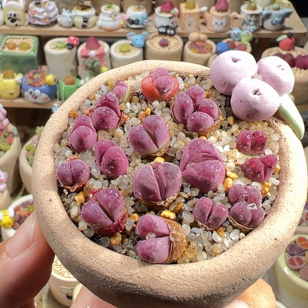 多肉植物114号红大内