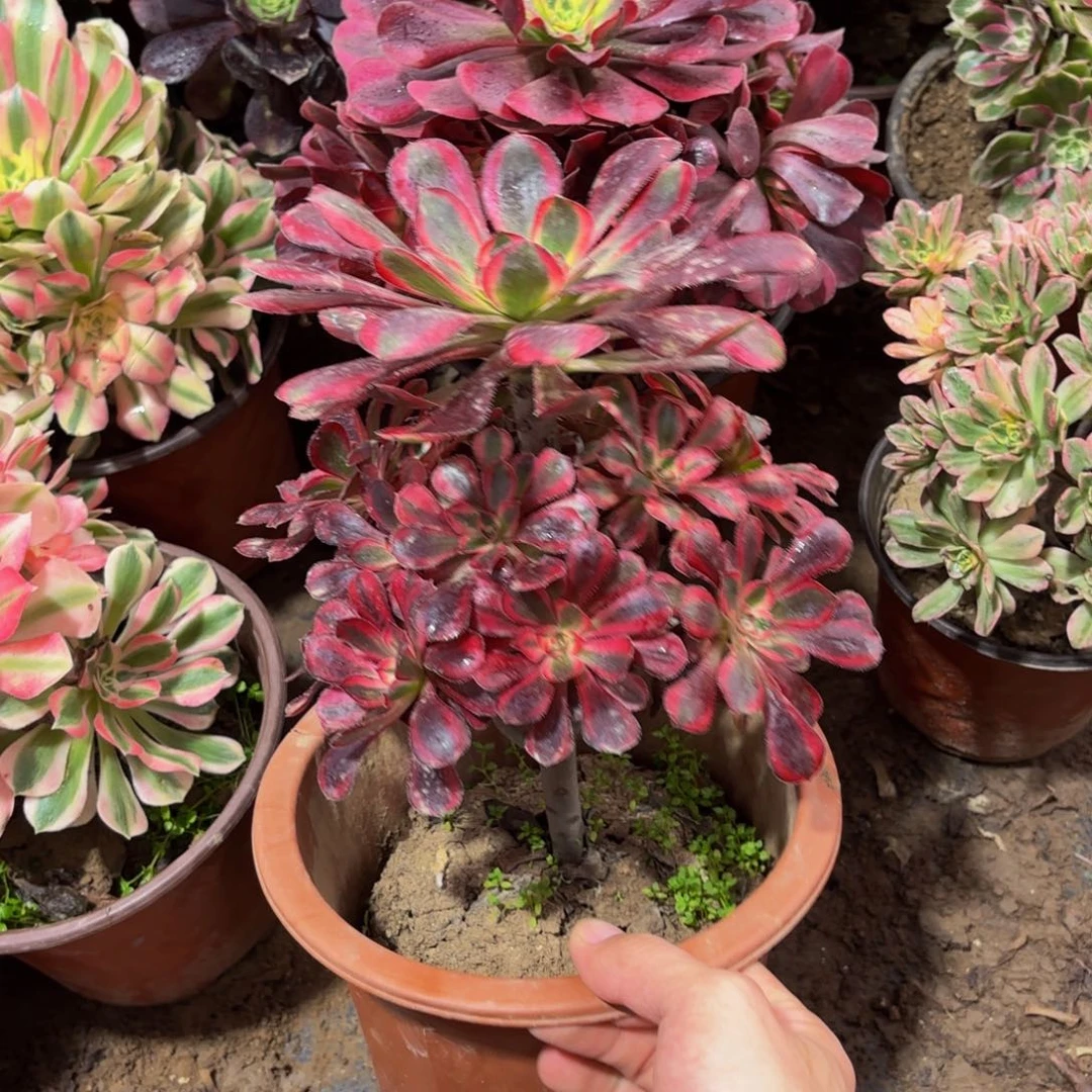 香奈儿9.9多肉植物