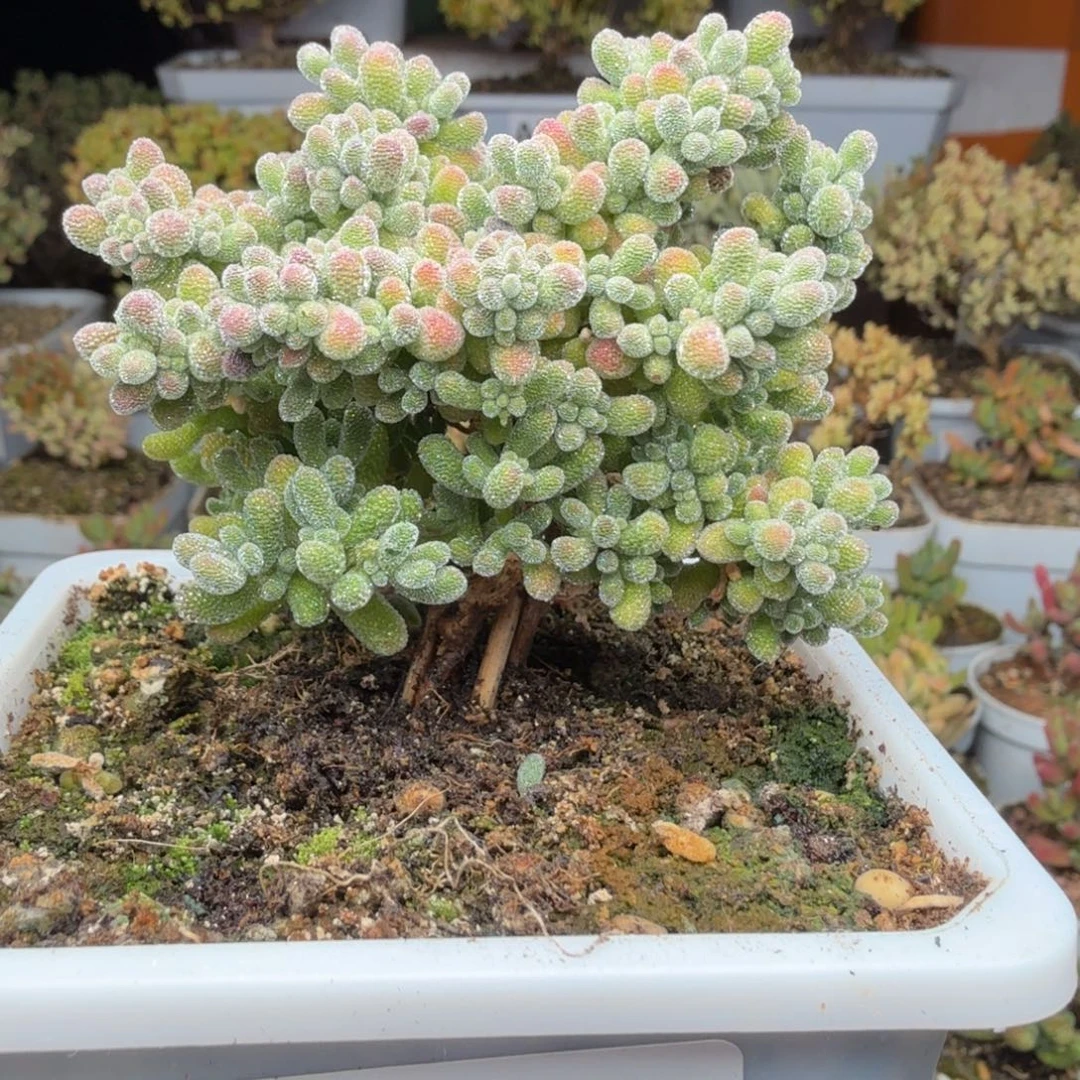 A746冰晶枝干福利