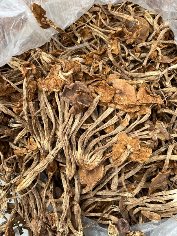 十成干特惠茶树菇