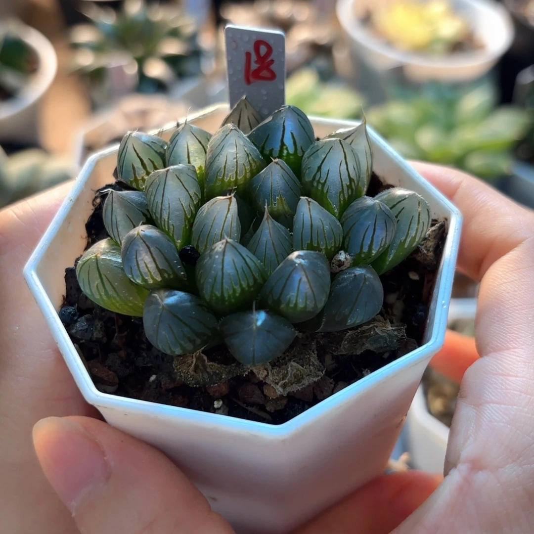 实生黑姬玉露带盆土