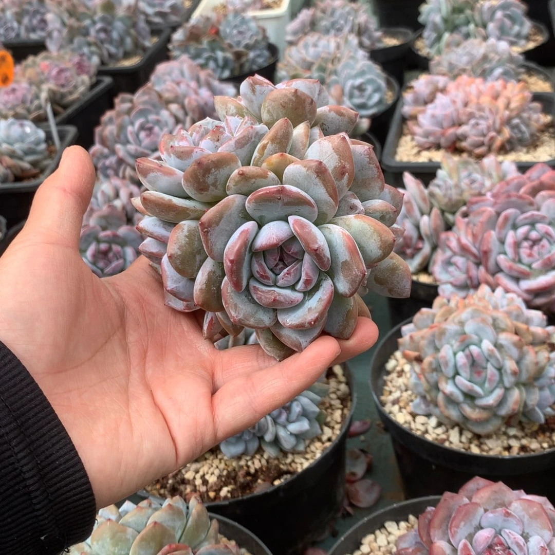 无花朵无砍哈哈哈哈哈哈哈12