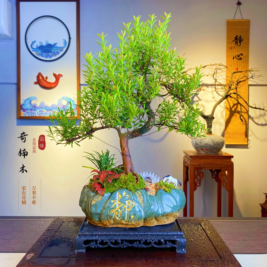 金丝奇楠木盆栽绿植室内客厅书房办公室茶桌四季好养美观装饰