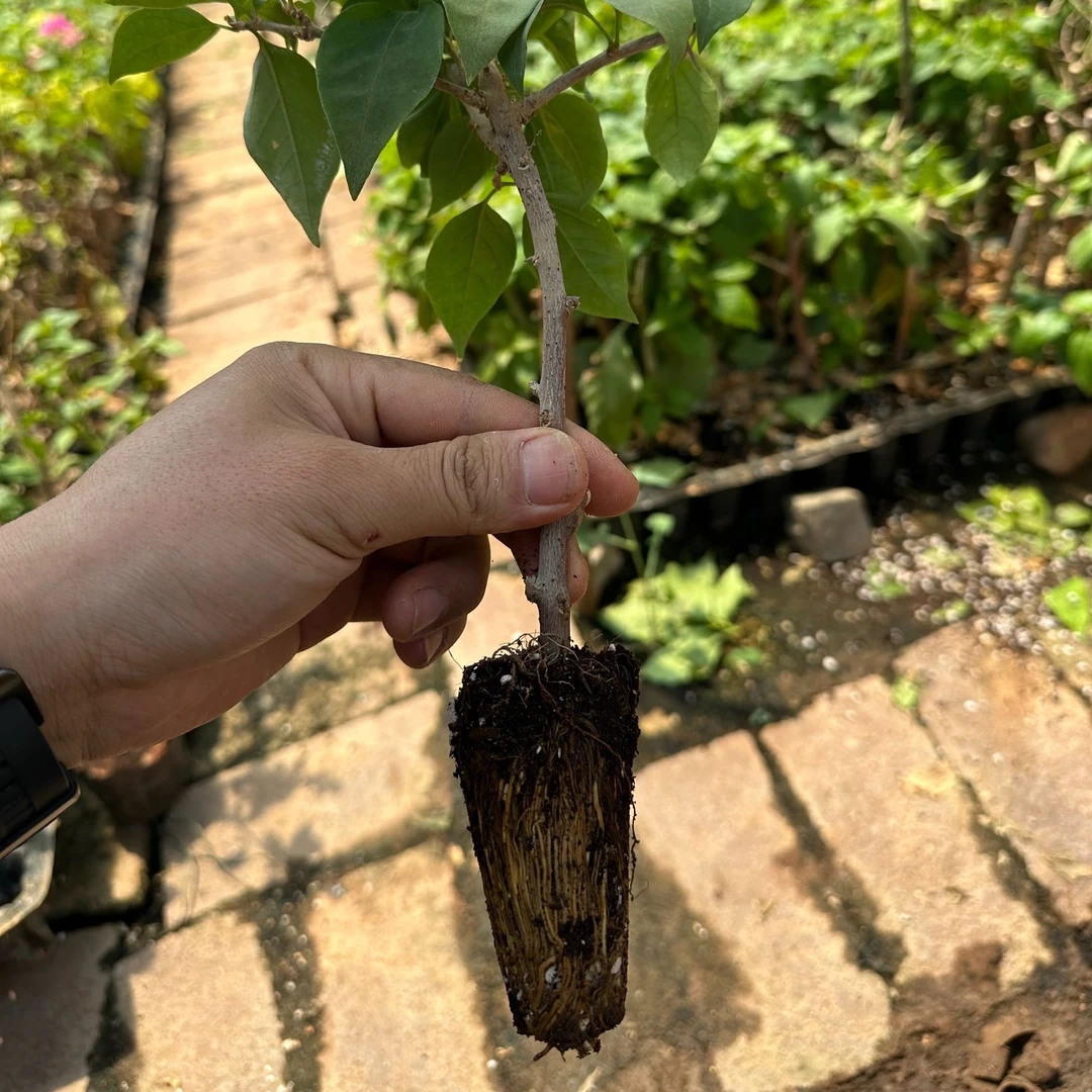 三角梅福利苗3棵多色品种苗带穴盘发货（没有售后）