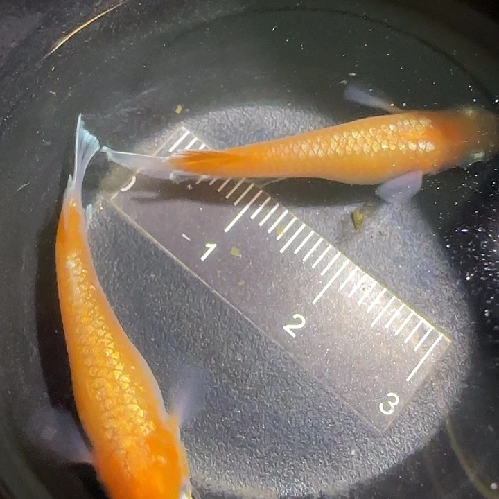 青鳉鱼一物一拍830