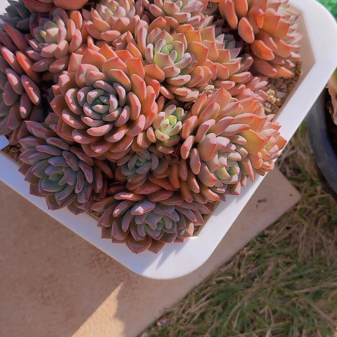 (****陈2572美林哒多肉植物