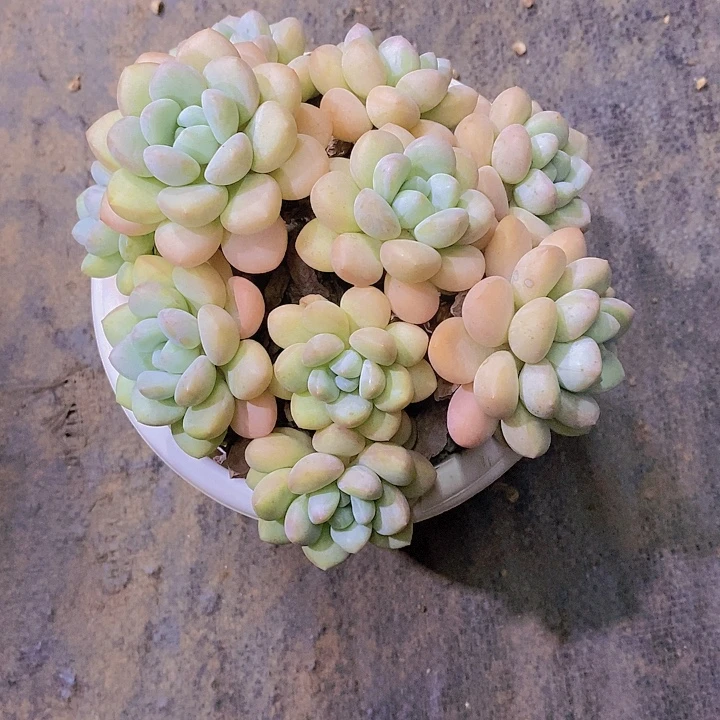 相****泡泡糖多肉植物老桩