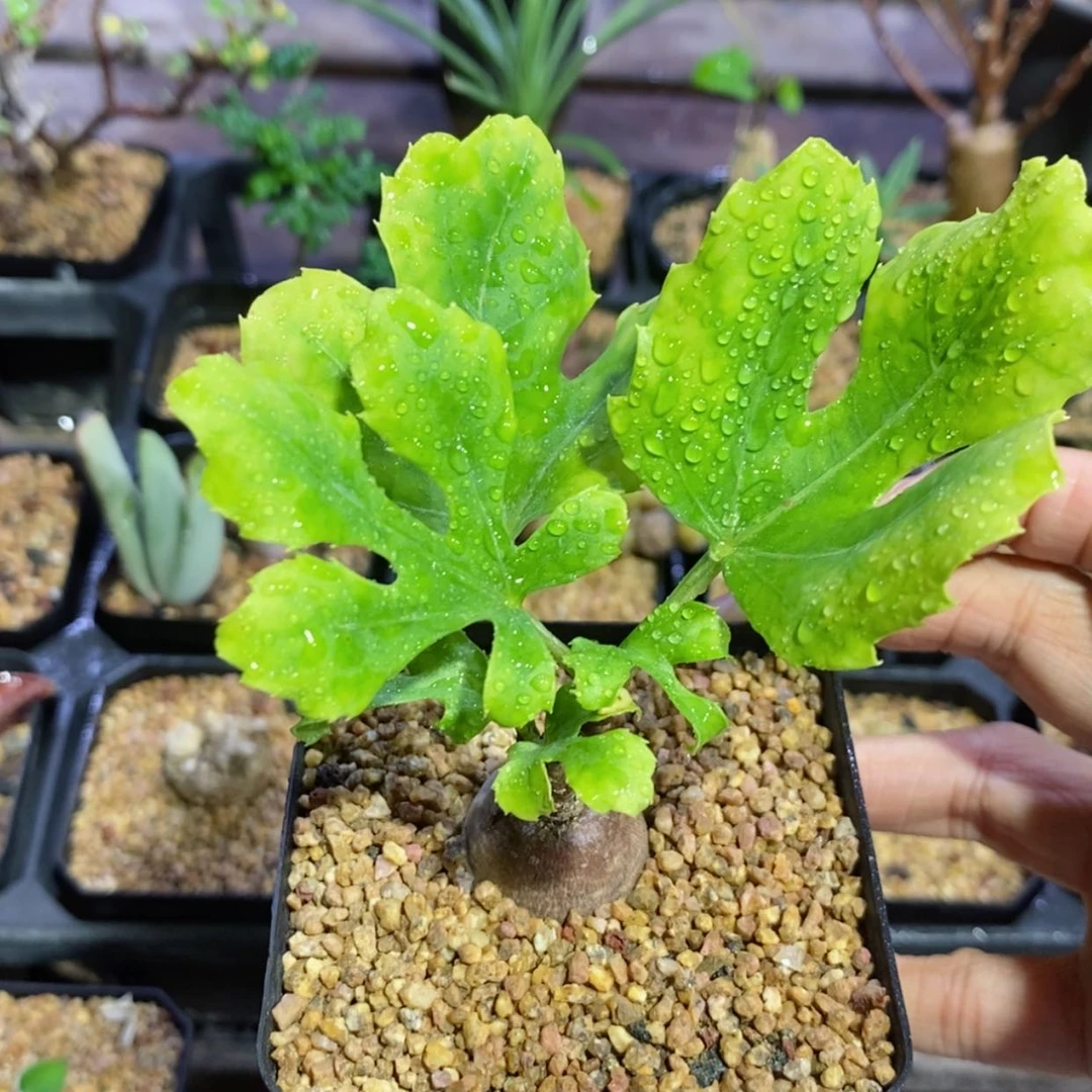 【闪购商品】波叶甘蓝树