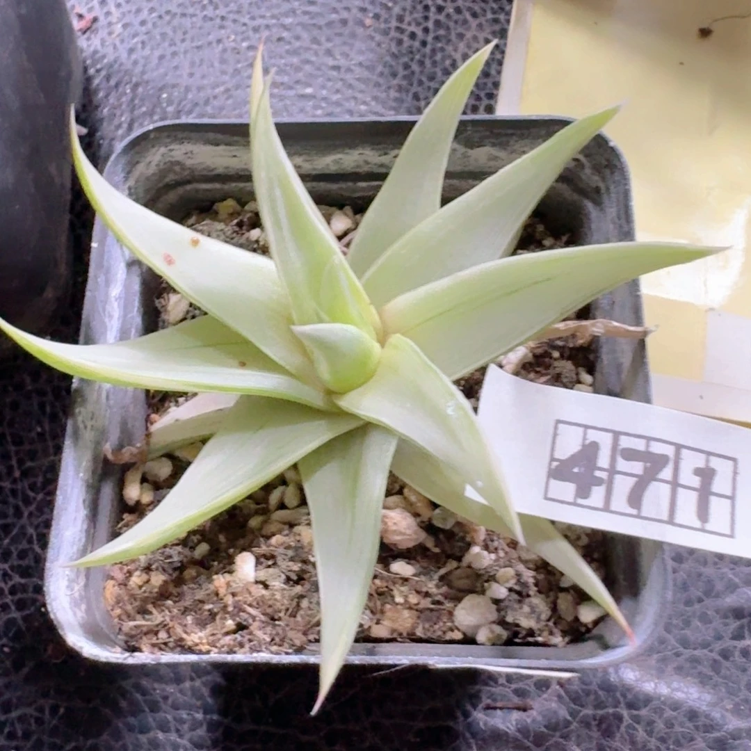 与***行471水车锦脱土发货