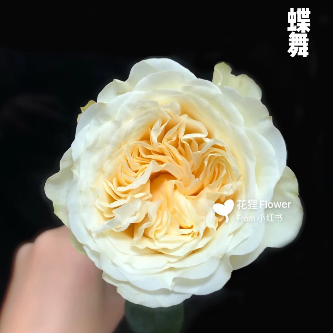 【香羿鲜花】蝶舞玫瑰10支/全场任意两单及以上包邮