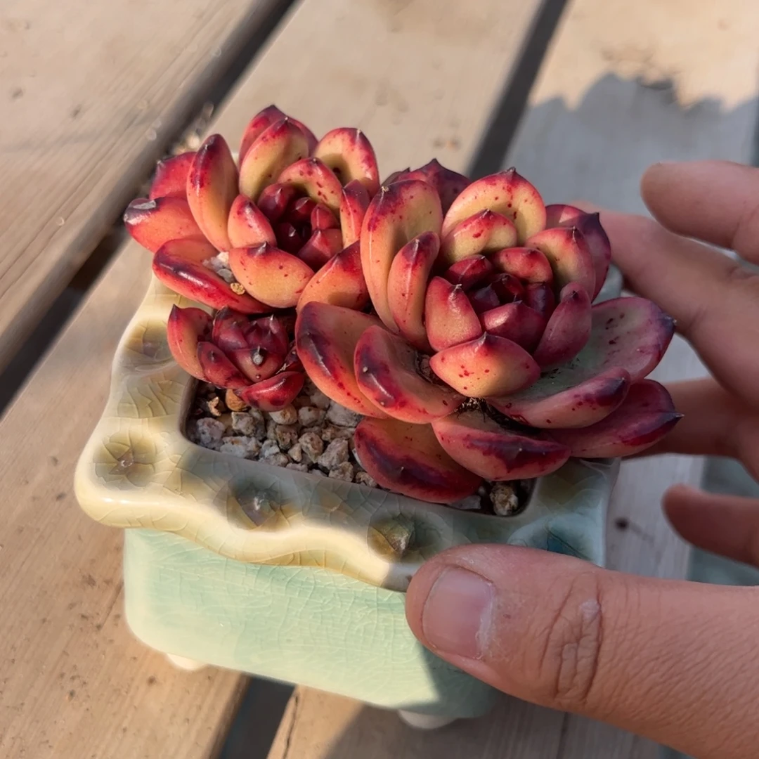 TM多肉植物带绿色方口盆